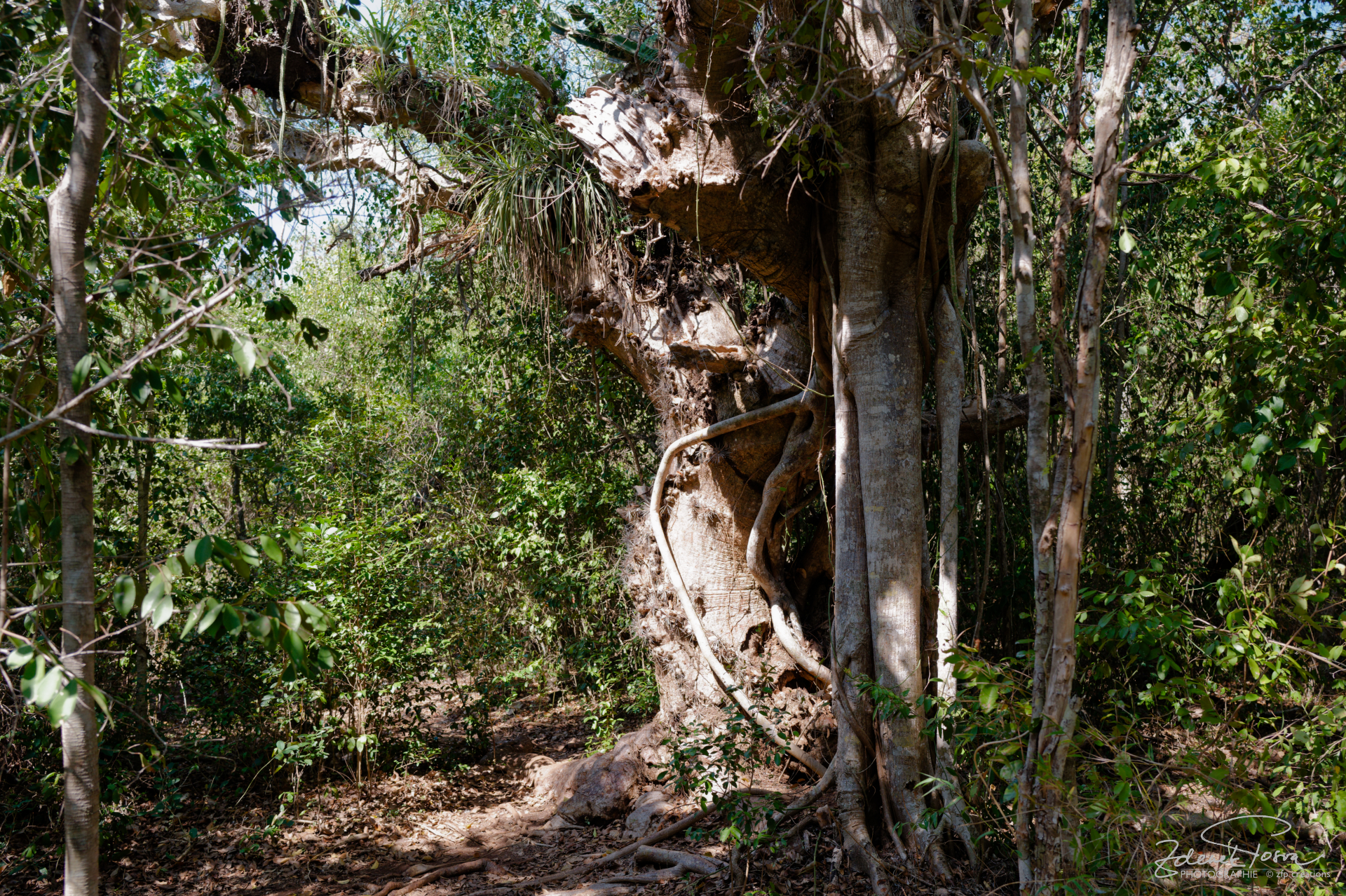 La végétation originaire, Sentier 